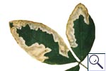 Mine of Agromyza dede Meijerei on Laburnum anagyroides. Image: Brian Pitkin