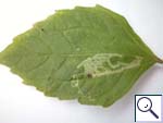 Mine on Galinsoga parviflora Image: Brian Pitkin)