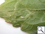 Mine on Galinsoga parviflora Image: Brian Pitkin)
