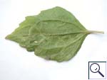 Mine on Galinsoga parviflora Image: Brian Pitkin)