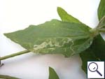 Mine on Galinsoga parviflora Image: Brian Pitkin)