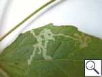 Mine on Galinsoga parviflora Image: Brian Pitkin)