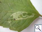 Mine on Galinsoga parviflora Image: Brian Pitkin)