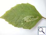 Mine on Galinsoga parviflora Image: Brian Pitkin)