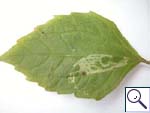 Mine on Galinsoga parviflora Image: Brian Pitkin)