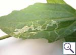 Mine on Galinsoga parviflora Image: Brian Pitkin)