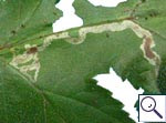 Mine of Phytomyza sp. on Heracleum sphondylium Image:  Brian Pitkin