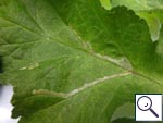 Mine of Phytomyza sp. on Heracleum sphondylium Image:  Brian Pitkin