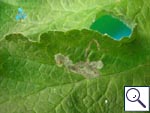 Mine of Phytomyza sp. on Heracleum sphondylium Image:  Brian Pitkin
