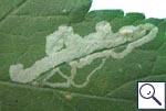 Mine of Phytomyza sp. on Heracleum sphondylium Image:  Brian Pitkin