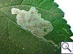 Mine of Phytomyza sp. on Heracleum sphondylium Image:  Brian Pitkin