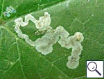 Mine of Phytomyza sp. on Heracleum sphondylium Image:  Brian Pitkin