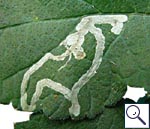 Mine of Phytomyza sp. on Heracleum sphondylium Image:  Brian Pitkin