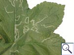 Mine of Phytomyza sp. on Heracleum sphondylium &copy; Brian Pitkin