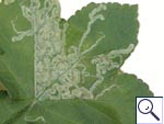 Mine of Phytomyza sp. on Heracleum sphondylium &copy; Brian Pitkin