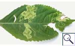 Mine of Phytoliriomyza melampyga on Impatiens sp. Images: Brian Pitkin