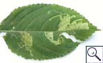 Mine of Phytoliriomyza melampyga on Impatiens sp. Images: Brian Pitkin