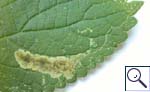 Mine of Phytoliriomyza melampyga on Impatiens sp. Images: Brian Pitkin
