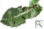 Mine of Liriomyza strigata on Sonchus. Image: Crown copyright - courtesy of CSL