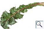Mine of Liriomyza strigata on Sonchus. Image: Crown copyright - courtesy of CSL