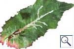 Mine of Liriomyza strigata on Sonchus. Image: Crown copyright - courtesy of CSL