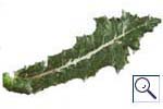 Mine of Liriomyza strigata on Sonchus. Image: Crown copyright - courtesy of CSL