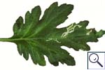 Mine of Liriomyza huidobrensis on Chrysanthemum (Chrysanthemum sp.) . Image: &copy; Crown copyright - courtesy of CSL