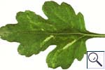 Mine of Liriomyza huidobrensis on Chrysanthemum (Chrysamthemum sp.). Image: &copy; Crown copyright - courtesy of CSL