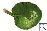 Mine of Liriomyza huidobrensis on Primula (Primula sp.). Image: &copy; Crown copyright - courtesy of CSL