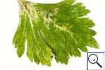 Mine of Liriomyza huidobrensis on Celery (Apium graveolans).  Image: &copy; Crown copyright - by courtesy of CSL