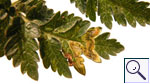 Mine of Phytomyza chaerophylli on Anthriscus sylvestris. Image:  Brian Pitkin