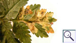 Mine of Phytomyza chaerophylli on Anthriscus sylvestris. Image:  Brian Pitkin