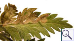 Mine of Phytomyza chaerophylli on Anthriscus sylvestris. Image:  Brian Pitkin