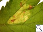 Mine of Phytomyza sp. on Heracleum sphondylium Image:  Brian Pitkin