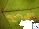 Mine of Phytomyza sp. on Heracleum sphondylium Image:  Brian Pitkin