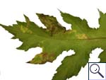 Mine of Phytomyza sp. on Heracleum sphondylium &copy; Brian Pitkin
