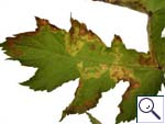Mine of Phytomyza sp. on Heracleum sphondylium &copy; Brian Pitkin