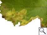 Mine of Phytomyza sp. on Heracleum sphondylium Image:  Brian Pitkin