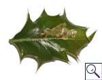 Mine of Aulagromyza_sp_on_Lonicera &copy; Brian Pitkin