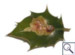 Mine of Aulagromyza_sp_on_Lonicera &copy; Brian Pitkin