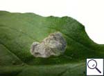 Mine on Pentaglottis sempervirens Image:  Brian Pitkin