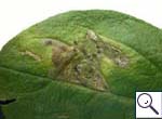 Mine on Pentaglottis sempervirens Image:  Brian Pitkin