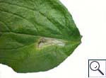 Mine on Pentaglottis sempervirens Image:  Brian Pitkin