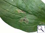 Mine on Pentaglottis sempervirens Image:  Brian Pitkin