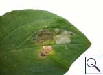 Mine on Pentaglottis sempervirens Image:  Brian Pitkin