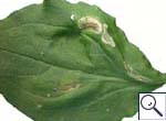 Mine on Pentaglottis sempervirens Image:  Brian Pitkin