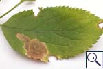 Mine of Liriomyza amoena on Sambucus nigra. Images: Brian Pitkin