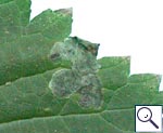 Mine on Urtica dioica Image: Brian Pitkin