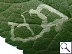 Mine on Urtica dioica Image: Brian Pitkin