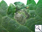 Mine on Urtica dioica Image: Brian Pitkin
